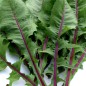 Preview: Blatt-Zichorie Red Rib (Samen)