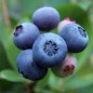 Preview: Blaubeere Bluejay (Pflanze)