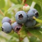 Preview: Blaubeere Brigitta Blue (Pflanze)