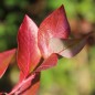 Preview: Blaubeere Chandler (Pflanze)