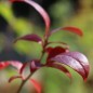 Preview: Blaubeere Darrow (Pflanze)
