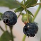 Preview: Blaubeere Emil (Pflanze)