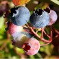 Preview: Blaubeere Goldtraube (Pflanze)