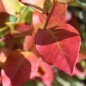 Preview: Blaubeere Nelson (Pflanze)