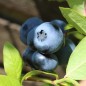 Preview: Blaubeere Patriot (Pflanze)