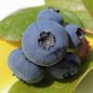 Preview: Blaubeere Patriot (Pflanze)