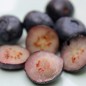 Preview: Blaubeere Rubel (Pflanze)