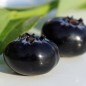 Preview: Blaubeere Rubel (Pflanze)