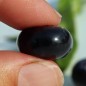 Preview: Blaubeere Rubel (Pflanze)