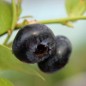 Preview: Blaubeere Rubel (Pflanze)