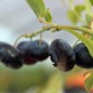 Preview: Blaubeere Rubel (Pflanze)