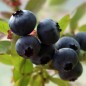 Preview: Blaubeere Sunshine Blue (Pflanze)
