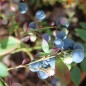 Preview: Blaubeere Sunshine Blue (Pflanze)