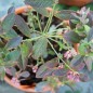 Preview: Blaubeere Sunshine Blue (Pflanze)