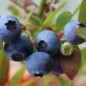 Preview: Blaubeere Sunshine Blue (Pflanze)
