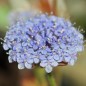 Preview: Blaudolde (Samen)