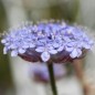 Preview: Blaudolde (Samen)