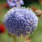 Preview: Blaudolde (Samen)