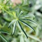Preview: Blaue Süßlupine (Samen)