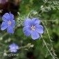 Preview: Staudenlein blau  (Samen)