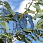 Preview: Blauschotenstrauch (Samen)