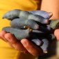 Preview: Blauschotenstrauch (Samen)