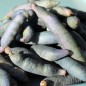 Preview: Blauschotenstrauch (Samen)