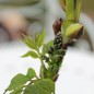 Preview: Blauschotenstrauch (Samen)