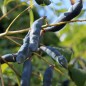Preview: Blauschotenstrauch (Samen)