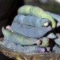 Preview: Blauschotenstrauch (Samen)