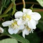 Preview: Sibirische Kiwi Dr. Szymanowski weiblich (Pflanze)