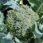 Preview: Broccoli Calabrese (Samen)