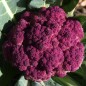Preview: Blumenkohl Violetta di Sicilia