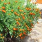 Preview: Blutorangengewürztagetes (Samen)