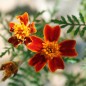 Preview: Blutorangengewürztagetes (Samen)