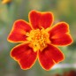 Preview: Blutorangengewürztagetes (Samen)