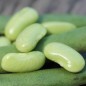 Preview: Buschbohne Flageolet Chevrier Vert (Samen)