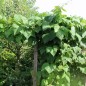 Preview: Stangenbohne San Michele Rosso (Samen)