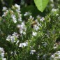 Preview: Bergbohnenkraut (Samen)