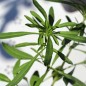 Preview: Bohnenkraut Aromata (Samen)