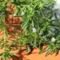 Preview: Bohnenkraut Aromata (Samen)