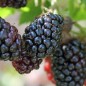 Preview: Boysenberry (Pflanze)