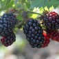 Preview: Boysenberry (Pflanze)