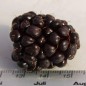 Preview: Boysenberry (Pflanze)