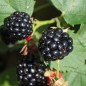 Preview: Brombeere Adrienne (Pflanze)