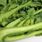 Preview: Broccoletto Cima Grande Fasano (Samen)