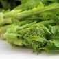 Preview: Broccoletto Riccia San Marzano (Samen)