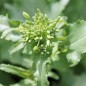 Preview: Broccoletto Quarantina (Samen)