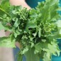 Preview: Broccoletto Quarantina (Samen)