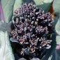 Preview: Rosetten-Broccoli Early Purple Sprouting (Samen)
